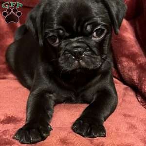 Dexter, Pug Puppy