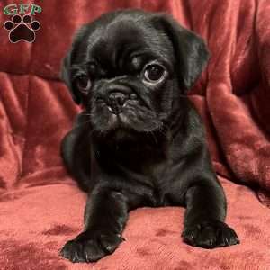 Dexter, Pug Puppy