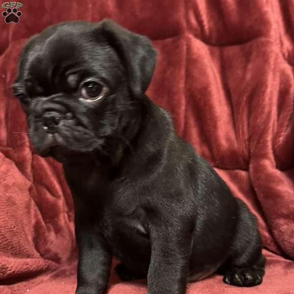 Dexter, Pug Puppy