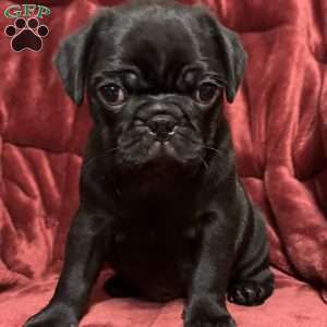 Dexter, Pug Puppy