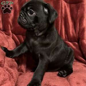 Dexter, Pug Puppy