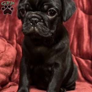 Dexter, Pug Puppy