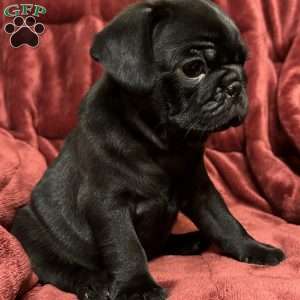 Dexter, Pug Puppy