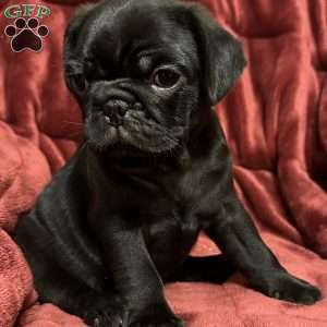 Dexter, Pug Puppy