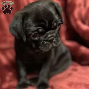 Dexter, Pug Puppy