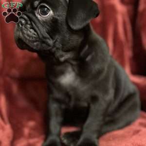 Dexter, Pug Puppy