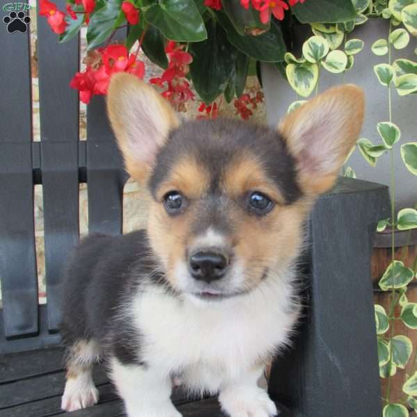 Hailey, Pembroke Welsh Corgi Puppy