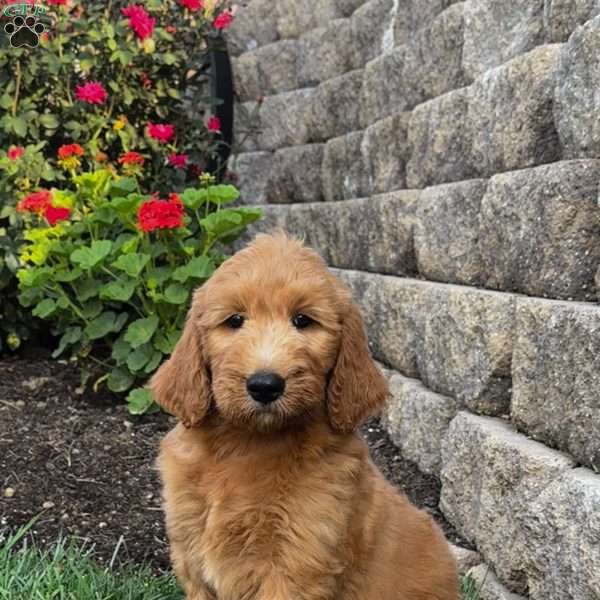 Manly, Goldendoodle Puppy