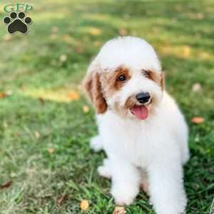 Eovaldi, Cavapoo Puppy