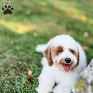 Eovaldi, Cavapoo Puppy