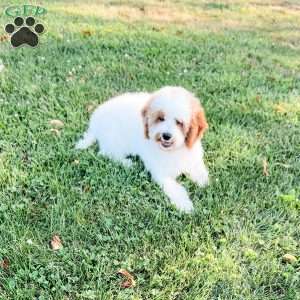 Eovaldi, Cavapoo Puppy