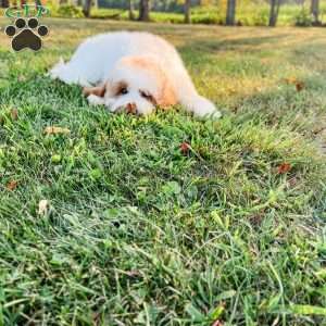 Eovaldi, Cavapoo Puppy