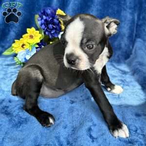 Brinley, Boston Terrier Puppy