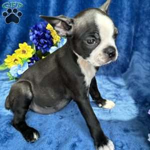 Brinley, Boston Terrier Puppy