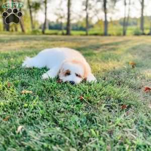 Eovaldi, Cavapoo Puppy