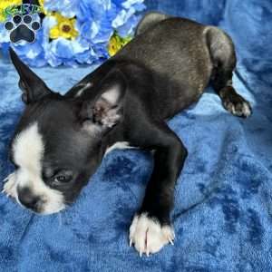 Brinley, Boston Terrier Puppy