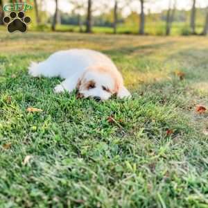 Eovaldi, Cavapoo Puppy