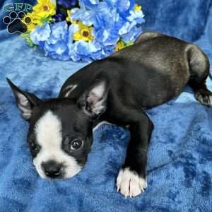 Brinley, Boston Terrier Puppy