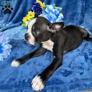 Brinley, Boston Terrier Puppy