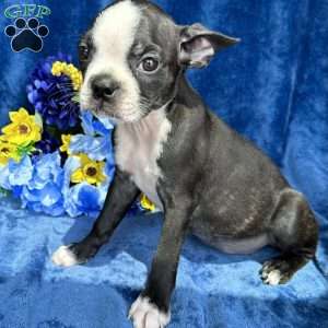 Brinley, Boston Terrier Puppy