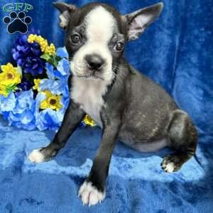 Brinley, Boston Terrier Puppy