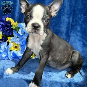 Brinley, Boston Terrier Puppy