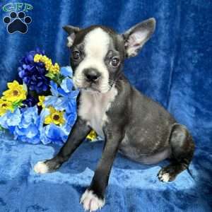 Brinley, Boston Terrier Puppy