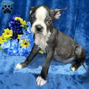 Brinley, Boston Terrier Puppy