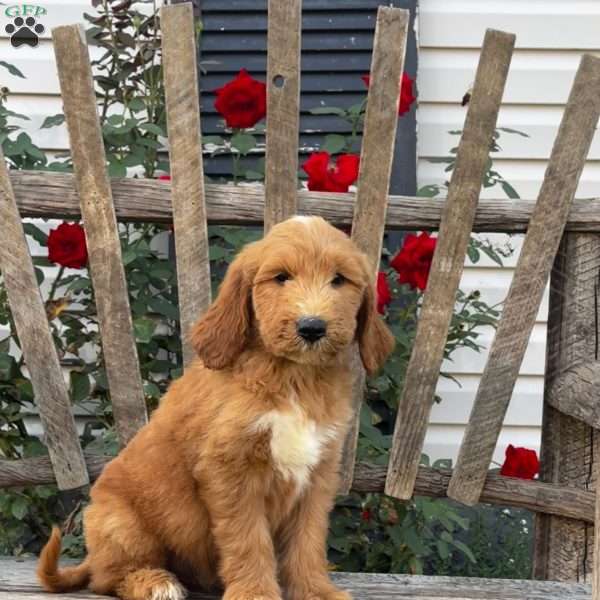 Marty, Goldendoodle Puppy