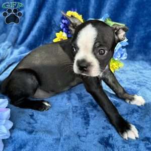 Brinley, Boston Terrier Puppy