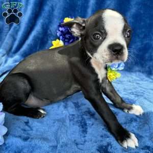 Brinley, Boston Terrier Puppy