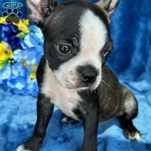 Brinley, Boston Terrier Puppy