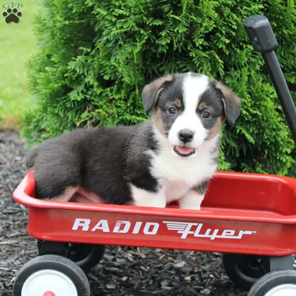 Roo, Pembroke Welsh Corgi Puppy