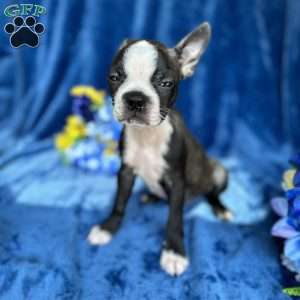 Brinley, Boston Terrier Puppy