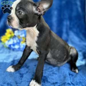 Brinley, Boston Terrier Puppy