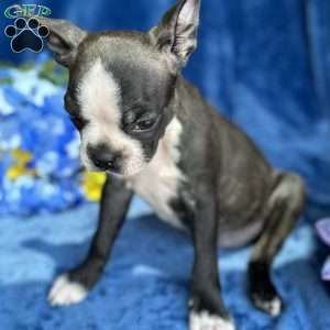 Brinley, Boston Terrier Puppy