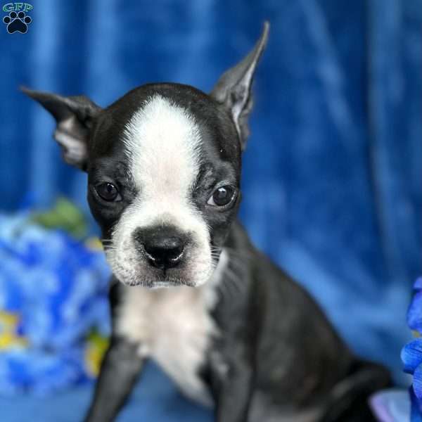 Brinley, Boston Terrier Puppy