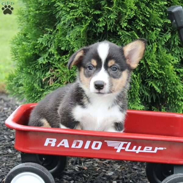 Piglet, Pembroke Welsh Corgi Puppy