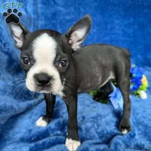 Brinley, Boston Terrier Puppy