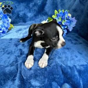 Brody, Boston Terrier Puppy