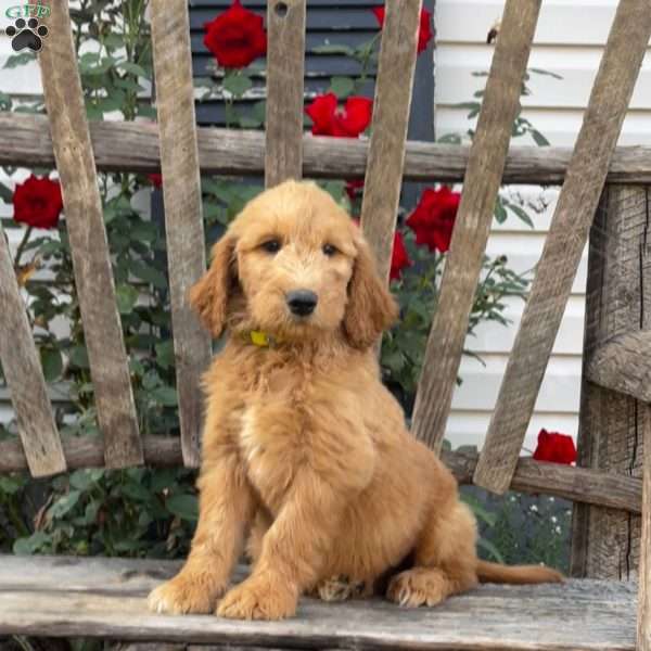 Monty, Goldendoodle Puppy