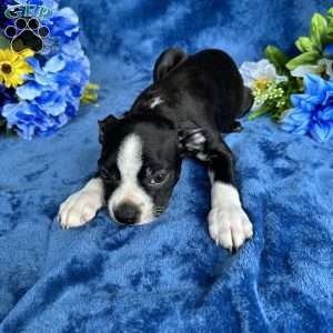 Brody, Boston Terrier Puppy