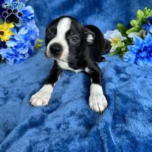 Brody, Boston Terrier Puppy