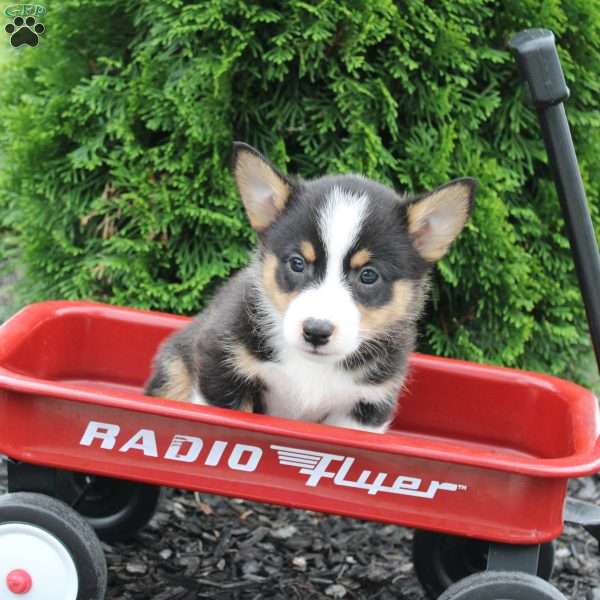 Pooh, Pembroke Welsh Corgi Puppy