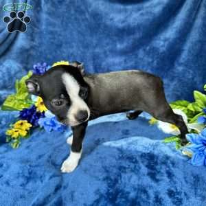 Brody, Boston Terrier Puppy