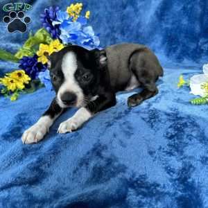 Brody, Boston Terrier Puppy