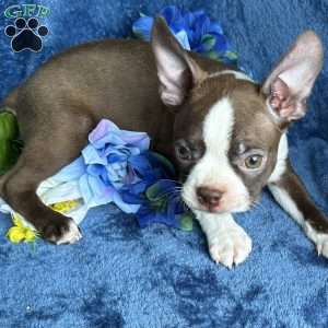 Bear, Boston Terrier Puppy