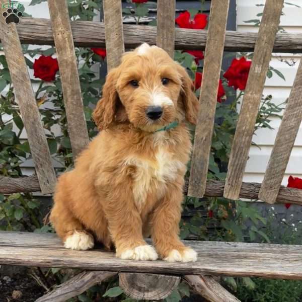 Max, Goldendoodle Puppy