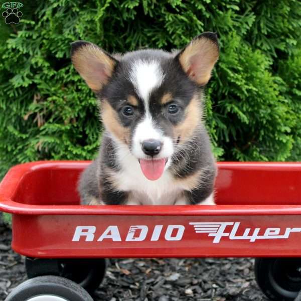 Tigger, Pembroke Welsh Corgi Puppy