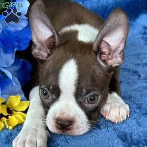 Bear, Boston Terrier Puppy